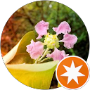 Thảo Vi Nguyễn Thị (Vii) profile picture